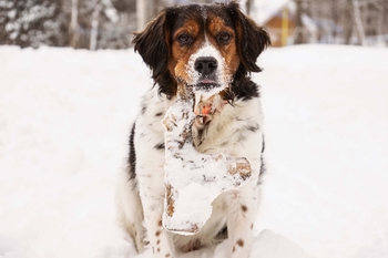 Chien des Sacrés-Fils