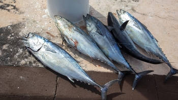 Pescados del torneo de pesca