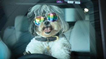 Perro con gafas dentro de un auto Porsche