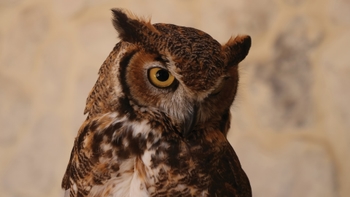 Tour Parvada - Porsche Center Monterrey - Gallery 4