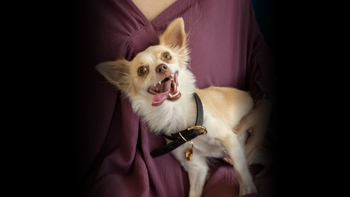 Perro en el evento de Porsche por el Día del Perro