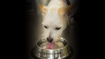 Perro en el evento de Porsche por el Día del Perro