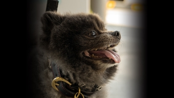 Perro en el evento de Porsche por el Día del Perro