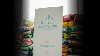 Baner "adopta un perro" en la celebración del Día del Perro en Porsche