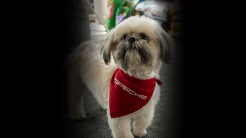 Perro en el evento de Porsche por el Día del Perro
