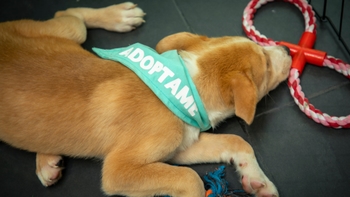 Perro en el suelo acostado