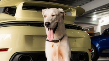 Porsche dog in front of a sports model