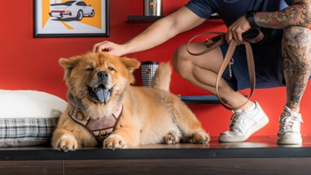 Chow chow dog getting pet in the PC Veracruz