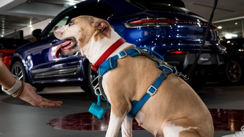 Pitbull dog wearing the Porsche collar