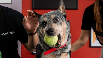 Porsche dog catching a ball while posing for the picture