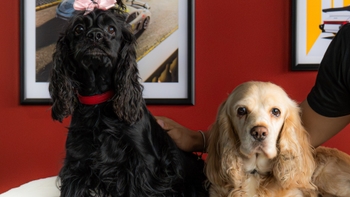 Two Cocker Spaniel dogs posing for the picture