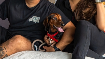 Dachsund dog wearing the Porsche collar