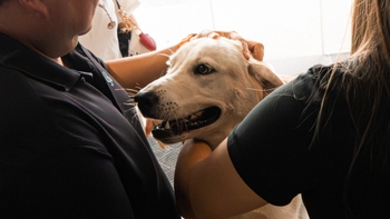 Porsche dog getting pet