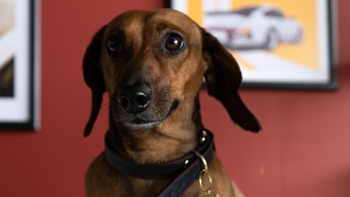 Dachsund dog smiling for the picture