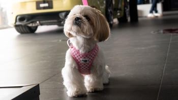 Shih Tzu dog in the PC Veracruz