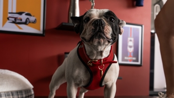 French bulldog wearing the Porsche collar