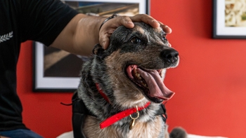 Porsche dog getting pet while wearing the Porsche collar