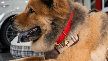 Chow chow dog wearing the Porsche collar