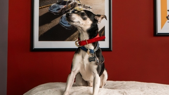 Feist dog wearing a Porsche collar