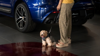 Morkie dog posing in front of a Cayenne