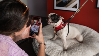 French bulldog posing for a picture
