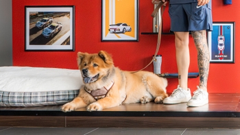 Chow chow dog sitting down waiting for its picture to be taken
