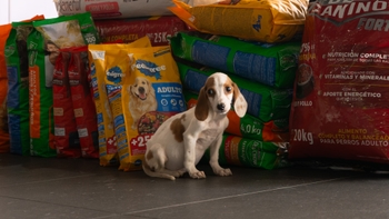 Beagle puppy posing in front of the bags of food donated by Porsche clients