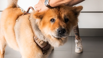 Chow chow dog getting its pretal put on