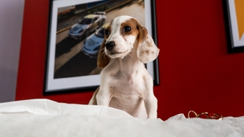 Beagle puppy posing in the PC Veracruz