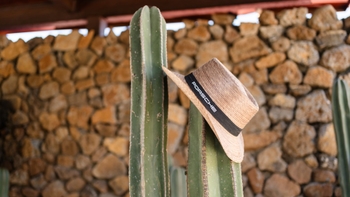 Porsche hat hanging from a cactus plant